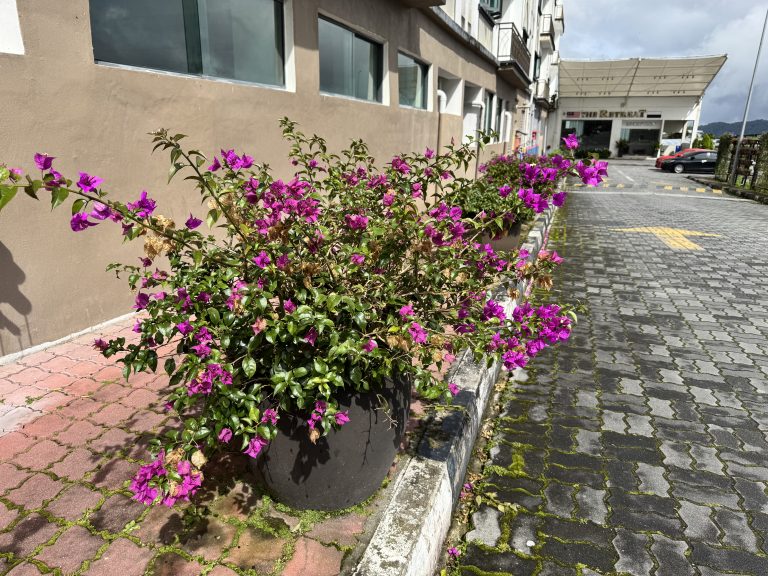 A vibrant plant with purple flowers blooming beside a bustling street, adding color to the urban landscape.