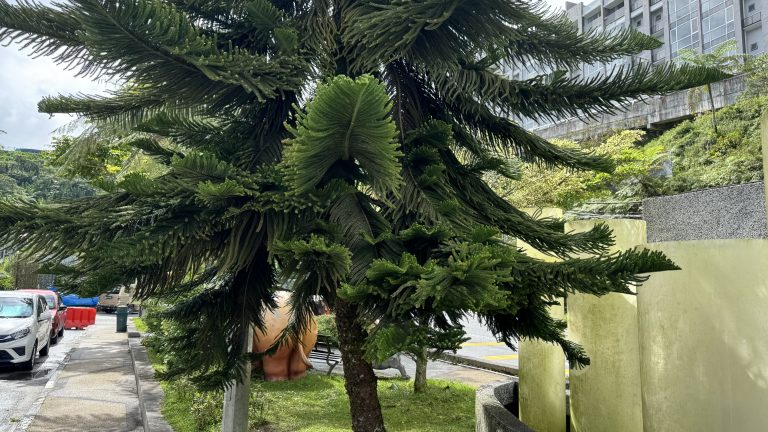 A majestic tree featuring a big green leaf, highlighting the lushness of the natural environment.
