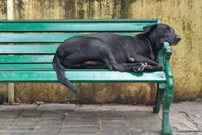 A dog relaxing on the bench