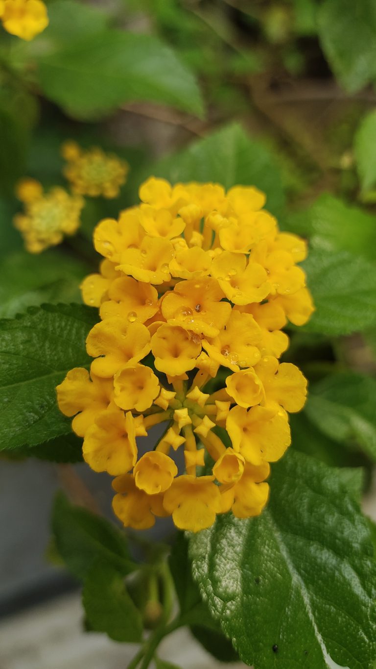 Close-up view of a Lantana flower cluster, showcasing the tiny, bright yellow blossoms.