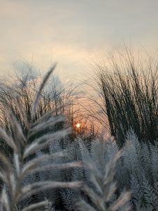 Sunset with the sun partially obscured by tall grasses and feathery plants in the foreground, under a soft, pastel sky.