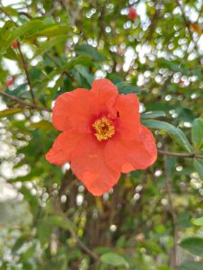  Bright red-orange pomegranate flower