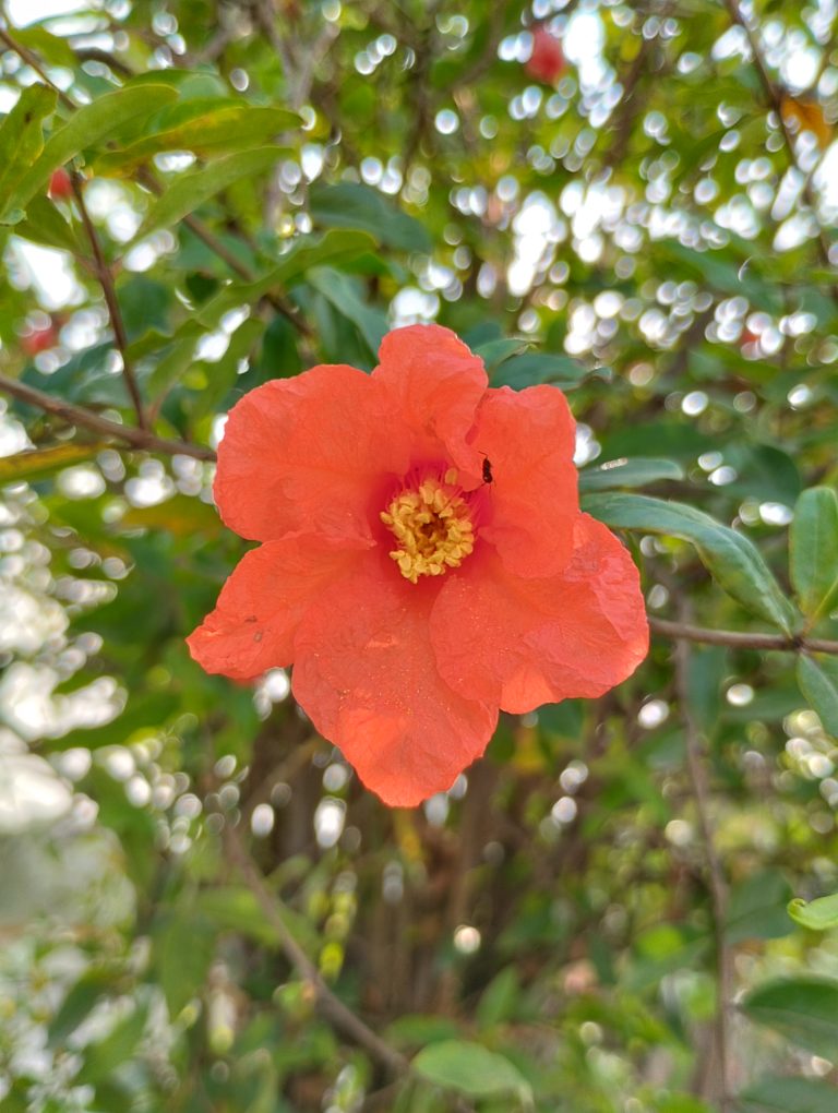 Bright red-orange pomegranate flower