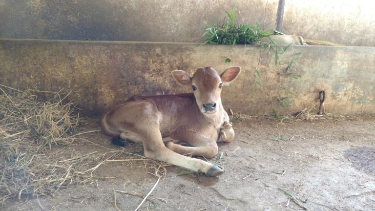 A young calf is lying down in a barn, near a wall with some hay and grass scattered around.