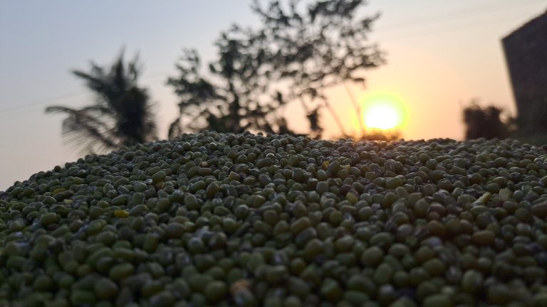 Close-up photo of green grains or seeds with a sunset in the background.