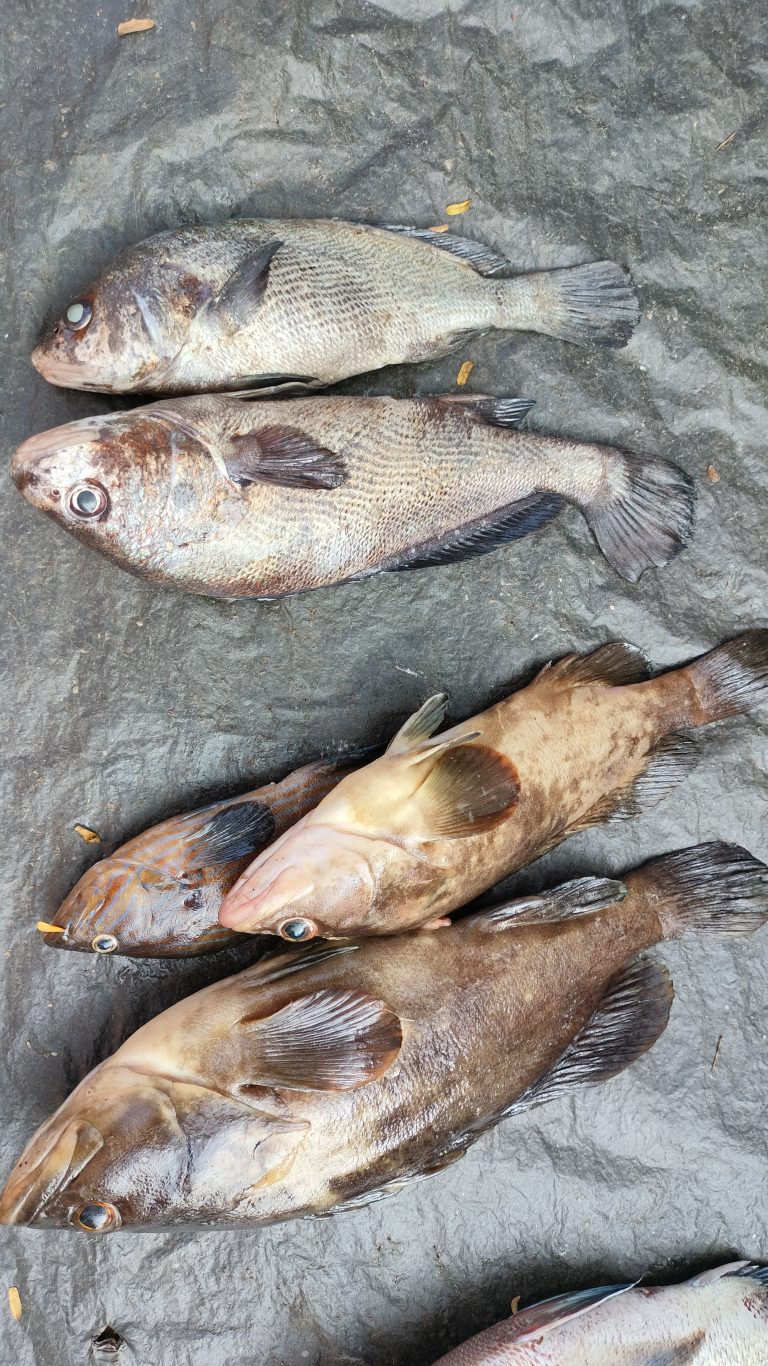 A group of freshly caught fish of varying sizes and colors laid out on a textured surface