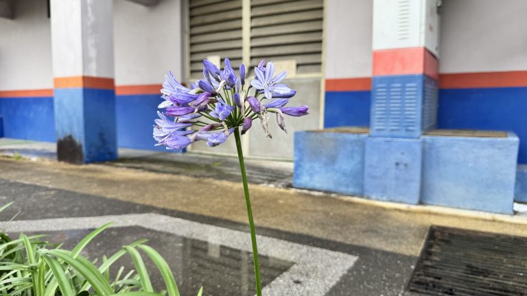 A beautiful purple flower stands out in front of a lovely building, creating a picturesque view.