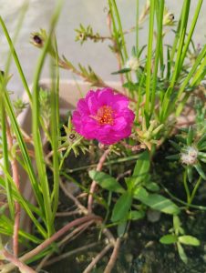 A close-up of a red Portulaca flower