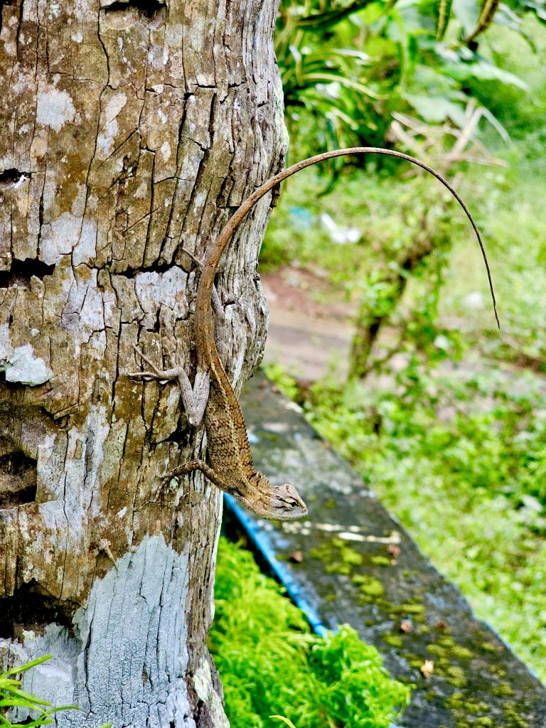 A male oriental garden lizard (Calotes versicolor). It is also called the eastern garden lizard, Indian garden lizard, common garden lizard, bloodsucker or changeable lizard.