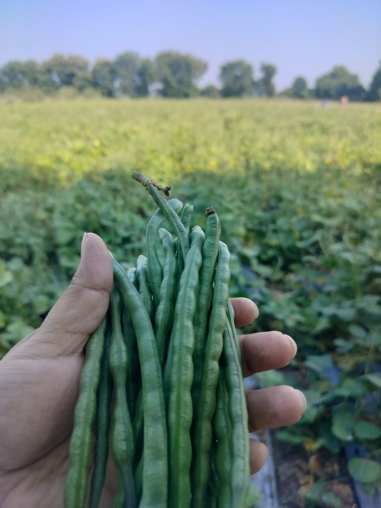 A hand holding a bunch of long, Plucking beans in front of a green field with trees in the background under a clear blue sky.