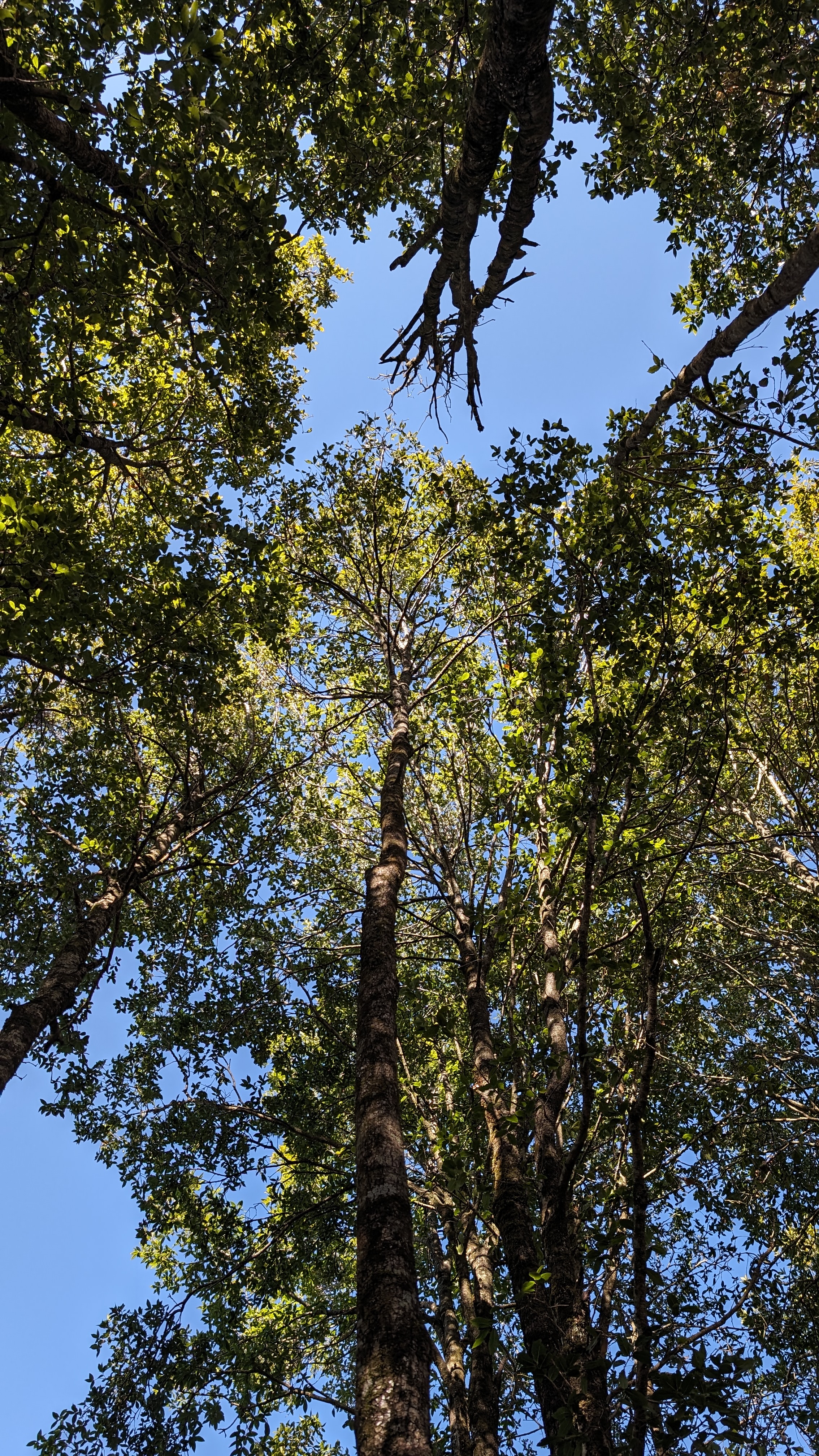 A view from below, looking up at tall trees with dense green leaves. The sky is visible through the branches, creating a peaceful and natural scene with sunlight filtering through the leaves.