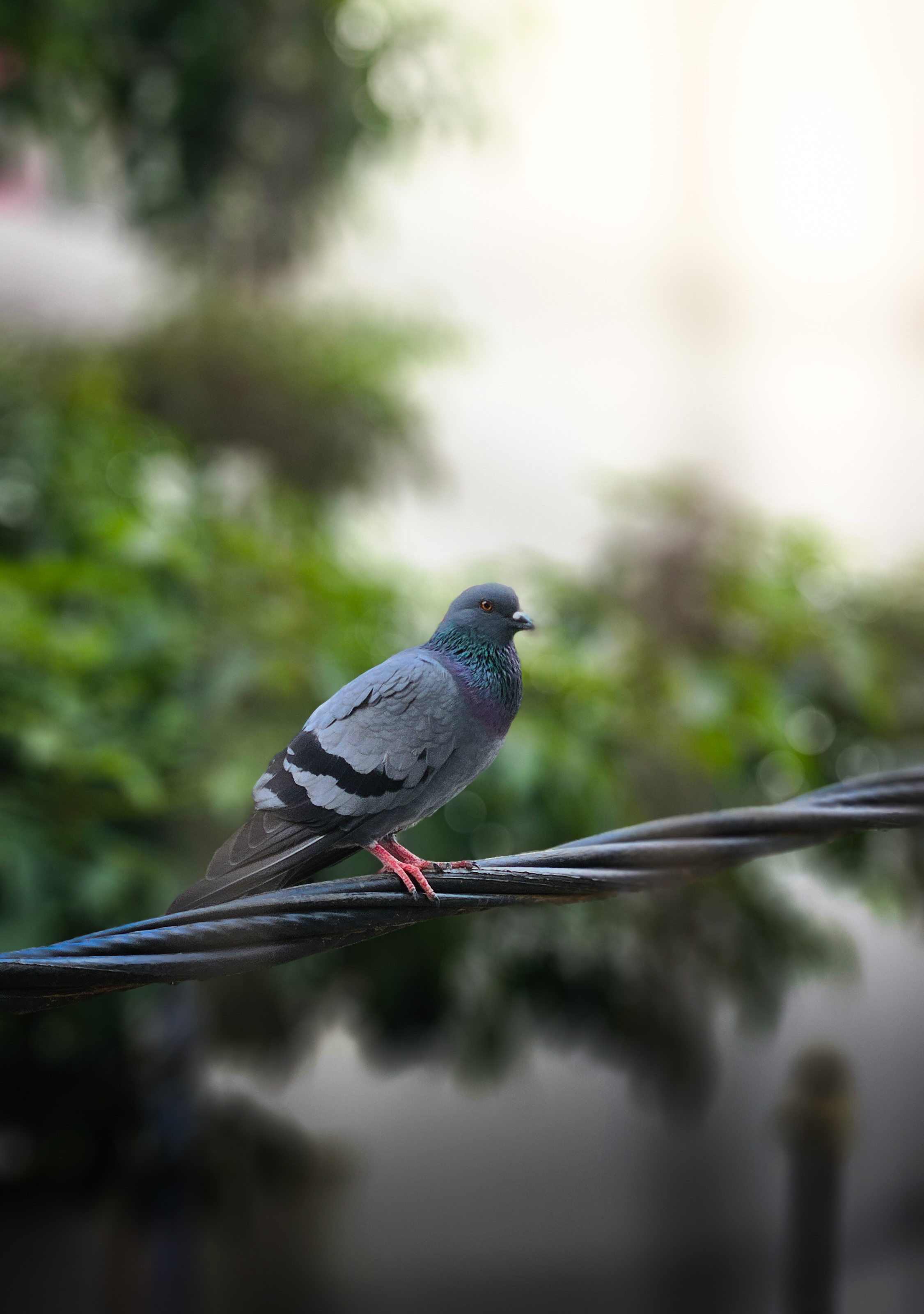 A pigeon perched gracefully on a wire, silhouetted against the warm, golden glow of sunlight filtering through the background.