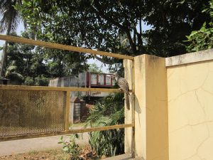 A Asian Koel bird perched on a yellow gate, with a backdrop of lush green trees and a partially visible building in the background. 
