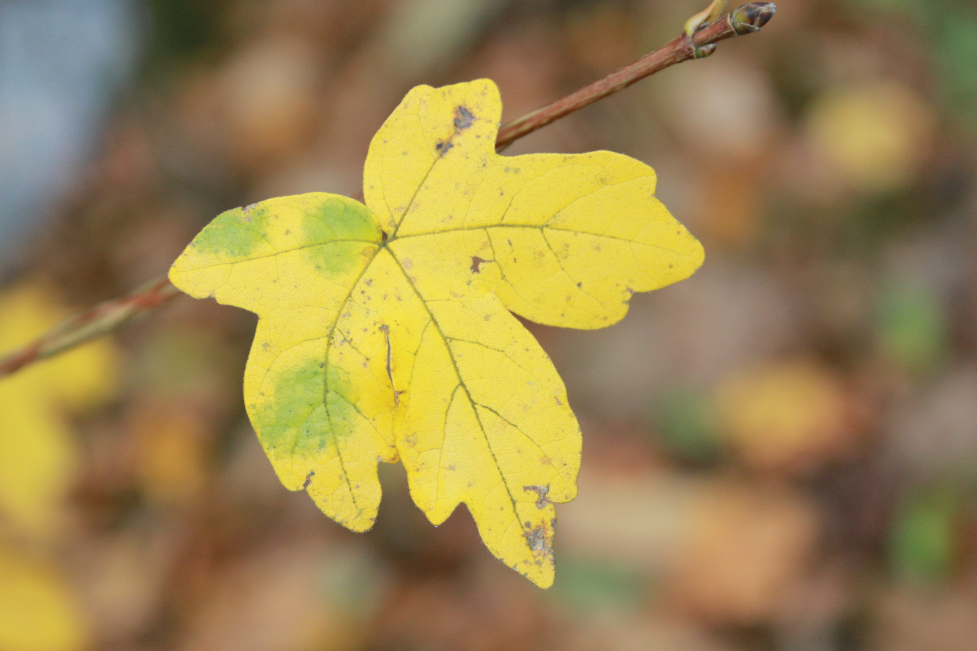 Close-up of a yellow and slightly green autumn leaf on a branch, with a blurred background.