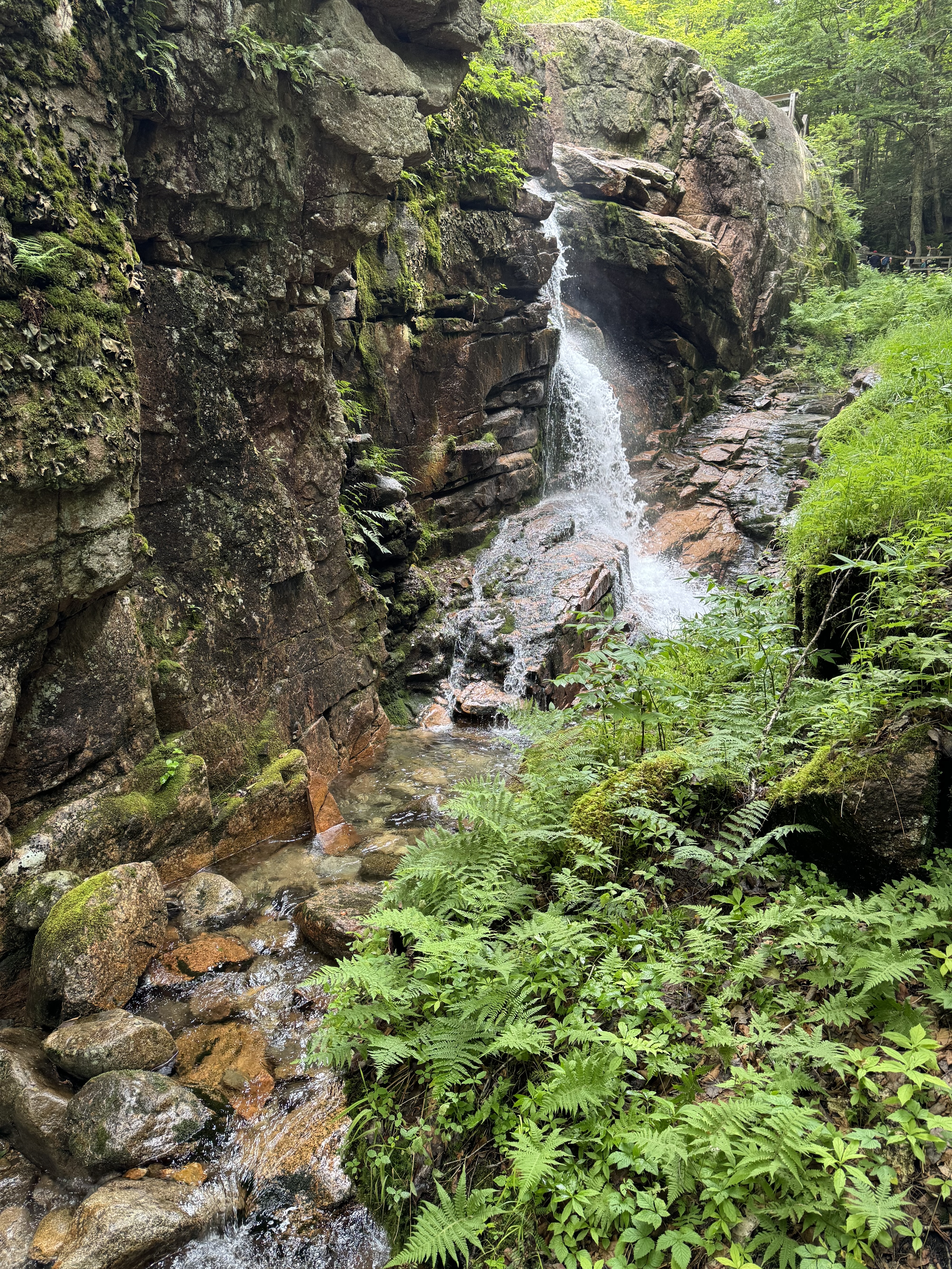 A small waterfall in Flume Gorge, Lincoln, New Hampshire. The foreground has rocks covered with ferns and other green ground cover.