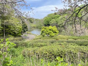 
A scenic view of a lush, green park with a variety of trees and bushes surrounding a small pond.