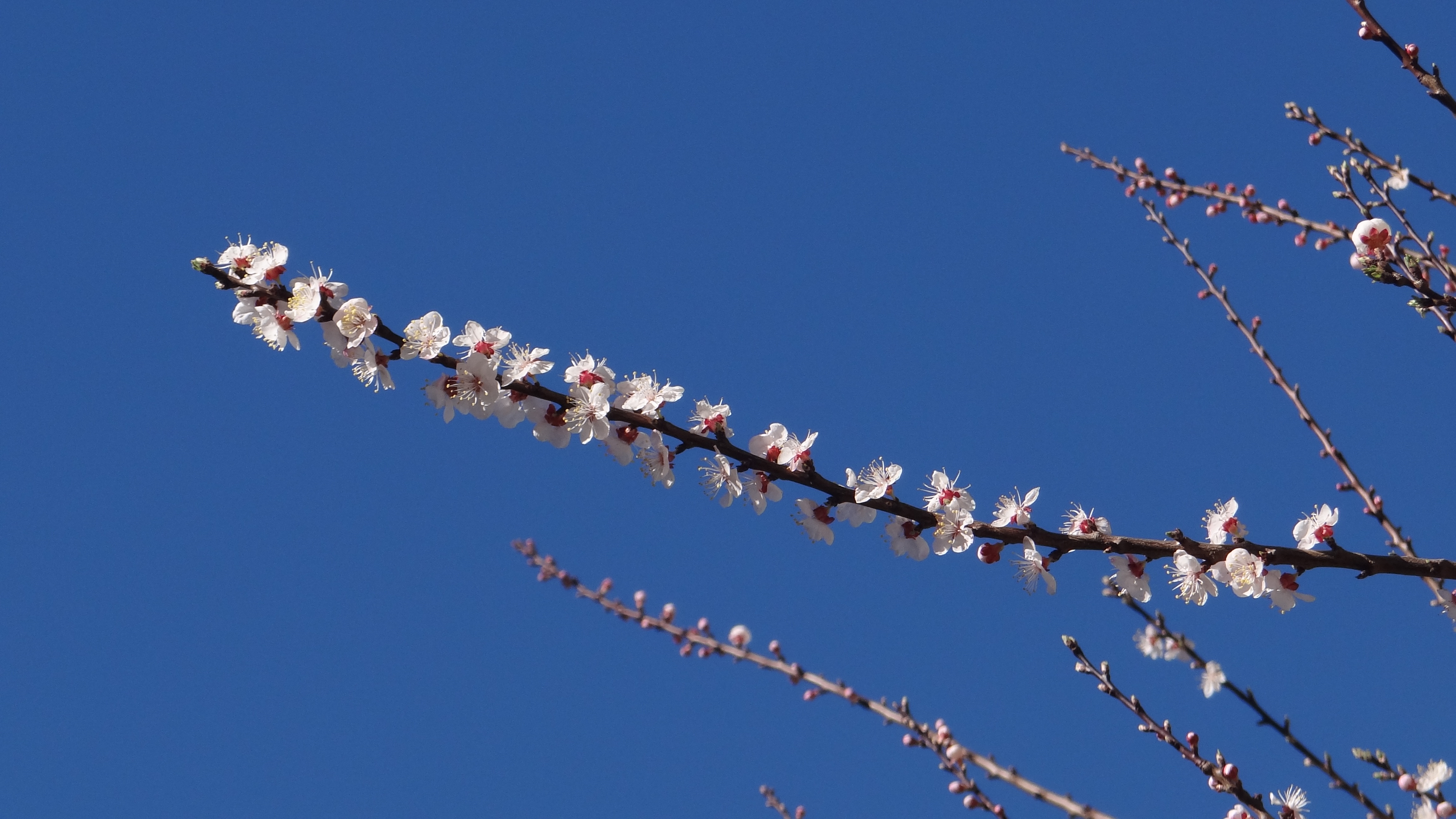 Cherry blossom on a dark brown branch against an azure blue sky.
