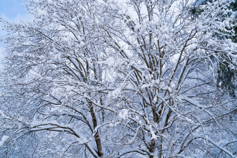 Trees with branches under heavy weight of snow.