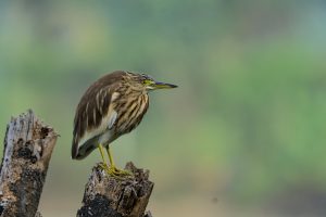 A brown and white heron with yellow eyes and legs is perched on a tree stump, with a blurred green background.
