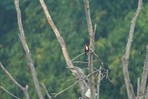 A white throated kingfisher on a tree.
