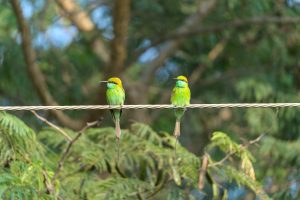 Two bright green and yellow birds perched on a wire, with a blurred background of green foliage.
