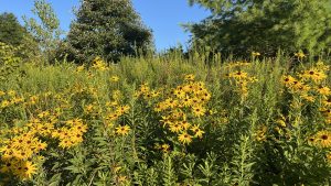 Sweet coneflower with yellow petals and brown center amongst other greenery and trees