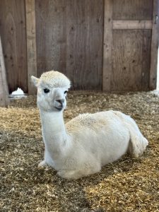 A white alpaca laying in a barn.