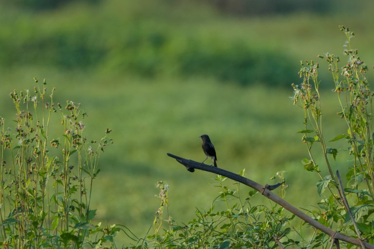 Pied Bushchat bird in the wild posing on fallen stick