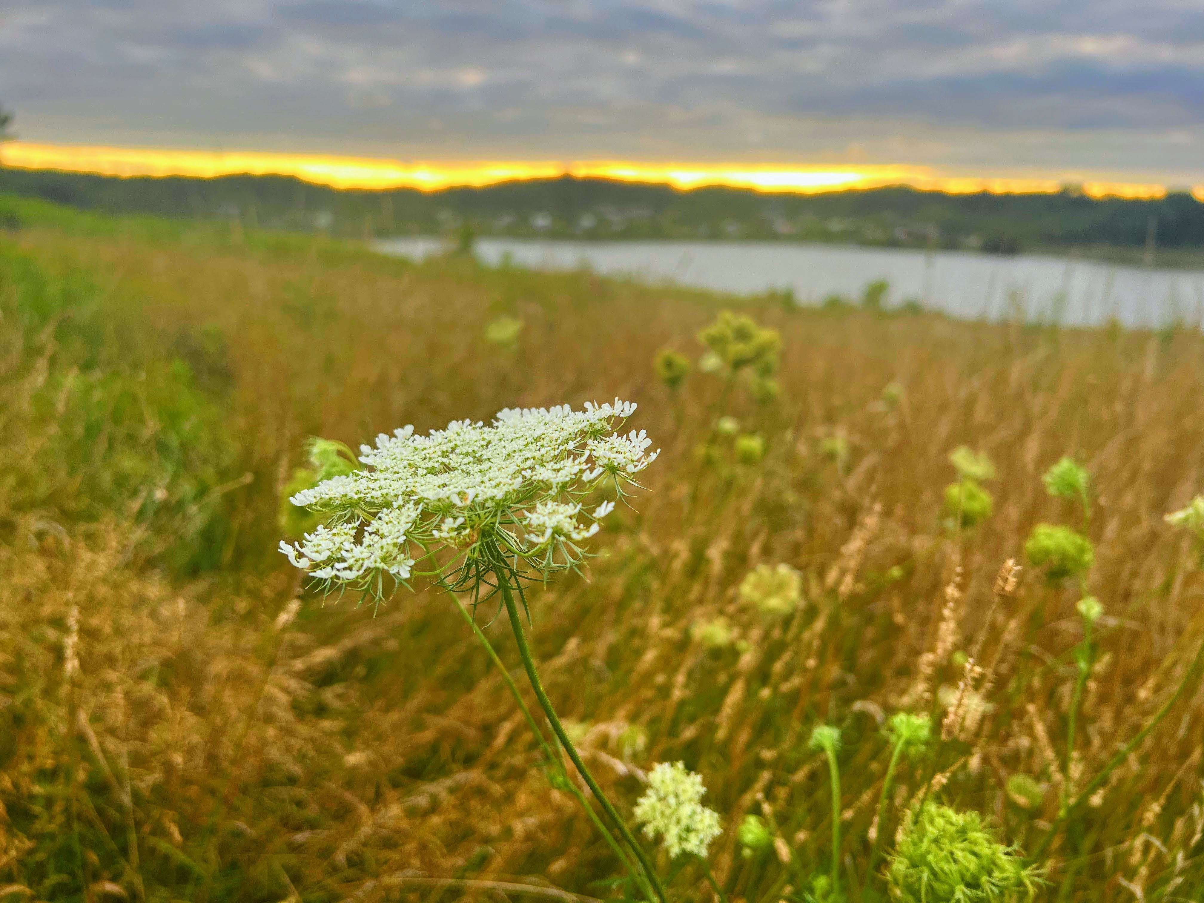 Toothpickweed with its white lace-shaped flowers in the foreground with other prairie plants, a body of water, and a setting sun in the background