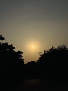 A silhouette of trees at sunset with the sun low in the sky, casting a warm golden hue over the scene.