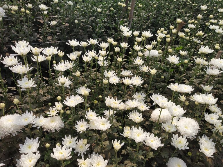 Close-up of blooming white chrysanthemums in a lush garden