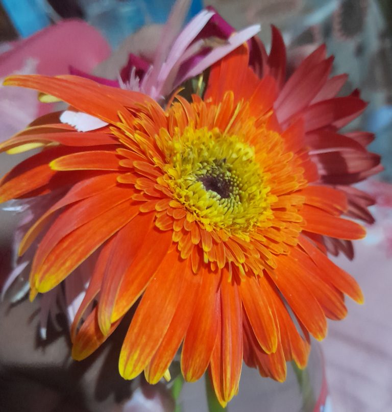 A close-up of an orange Gerbera daisy flower with vibrant petals and a yellow center.