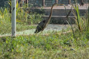 A heron standing in a grassy area near a pond, surrounded by green plants and a white pole in the foreground.
