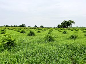 A wide field with tall green grass, scattered bushes, and a few larger trees in the background under a cloudy sky.
