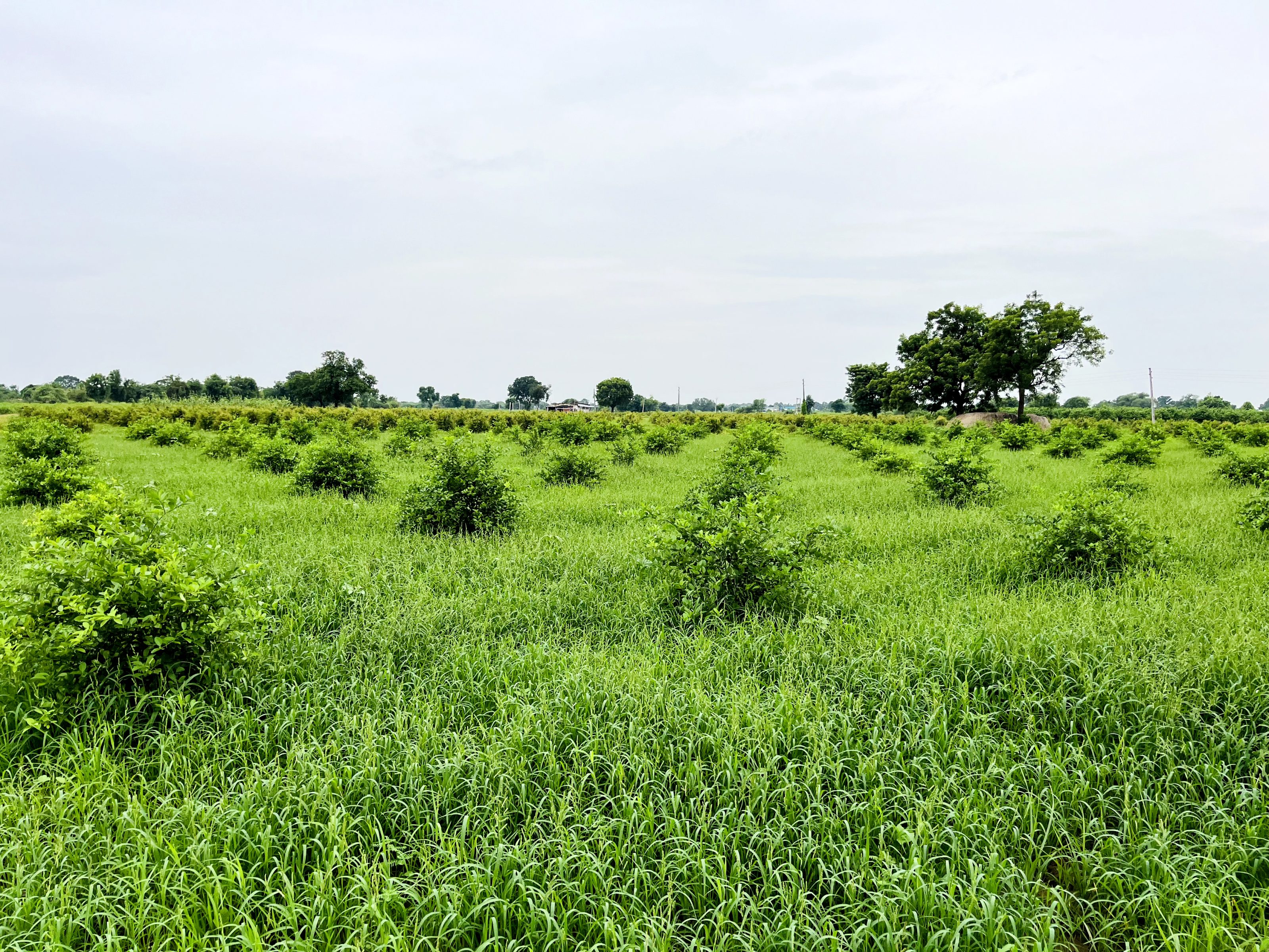 A wide field with tall green grass, scattered bushes, and a few larger trees in the background under a cloudy sky.