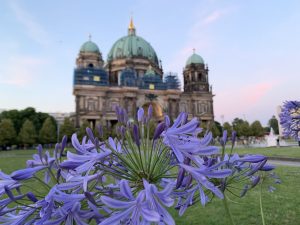 Purple flowers in the Lustgarten in Berlin Germany with the Berlin Cathedral out of focus in the background.