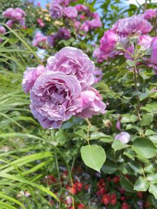 Rose Flowers 