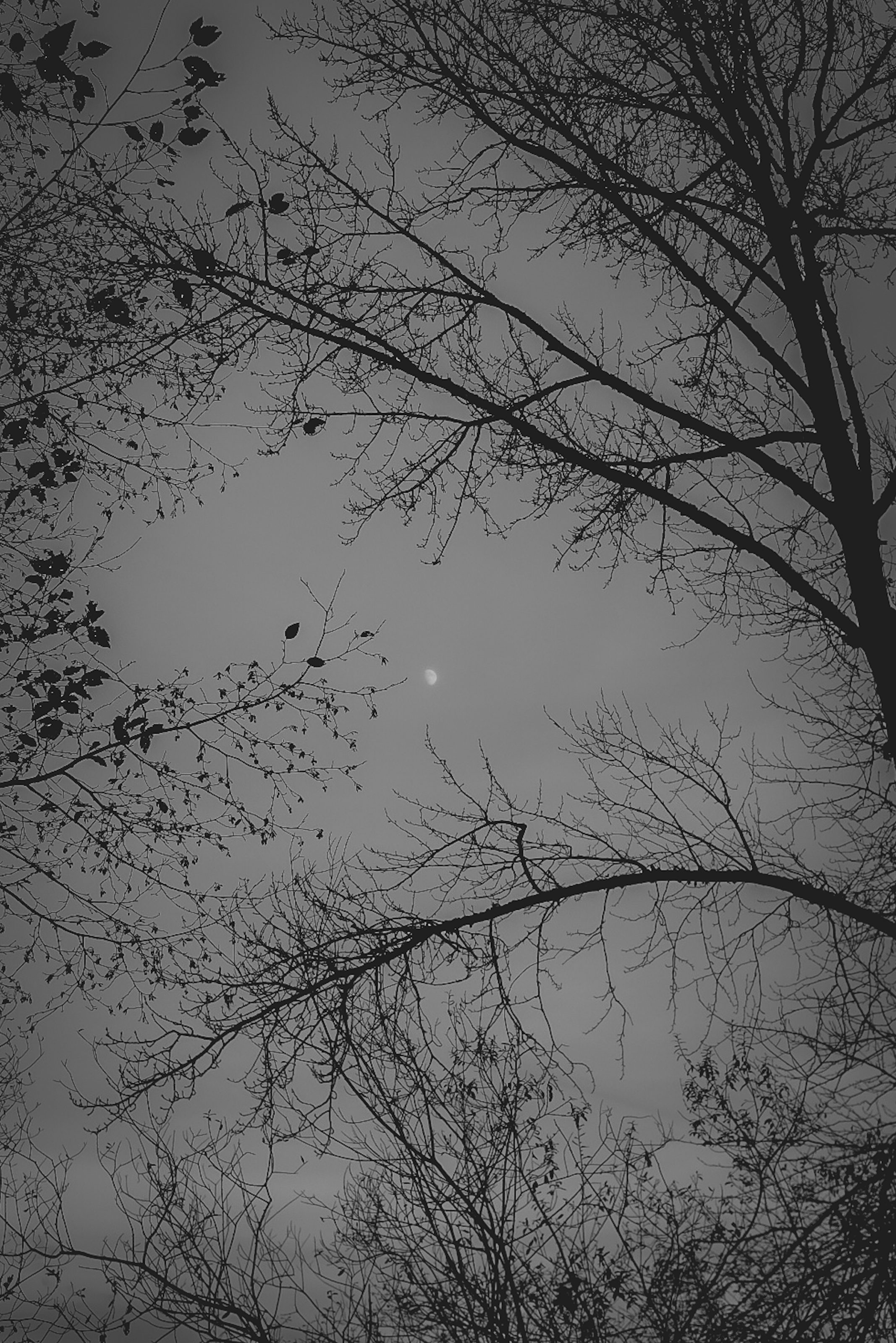 Black and white of the moon visible in the center between multiple different tree branches.