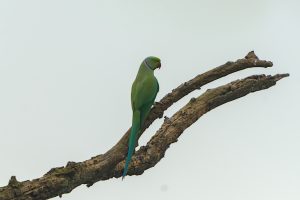 A green parrot with a long tail perches on a bare tree branch against a light sky.