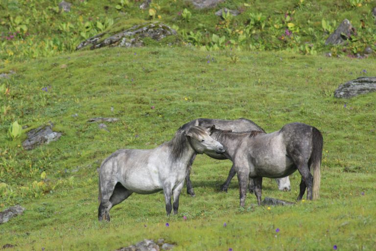 Three horses in a lush green grassland with scattered wildflowers and rocks, set in a tranquil highland meadow.