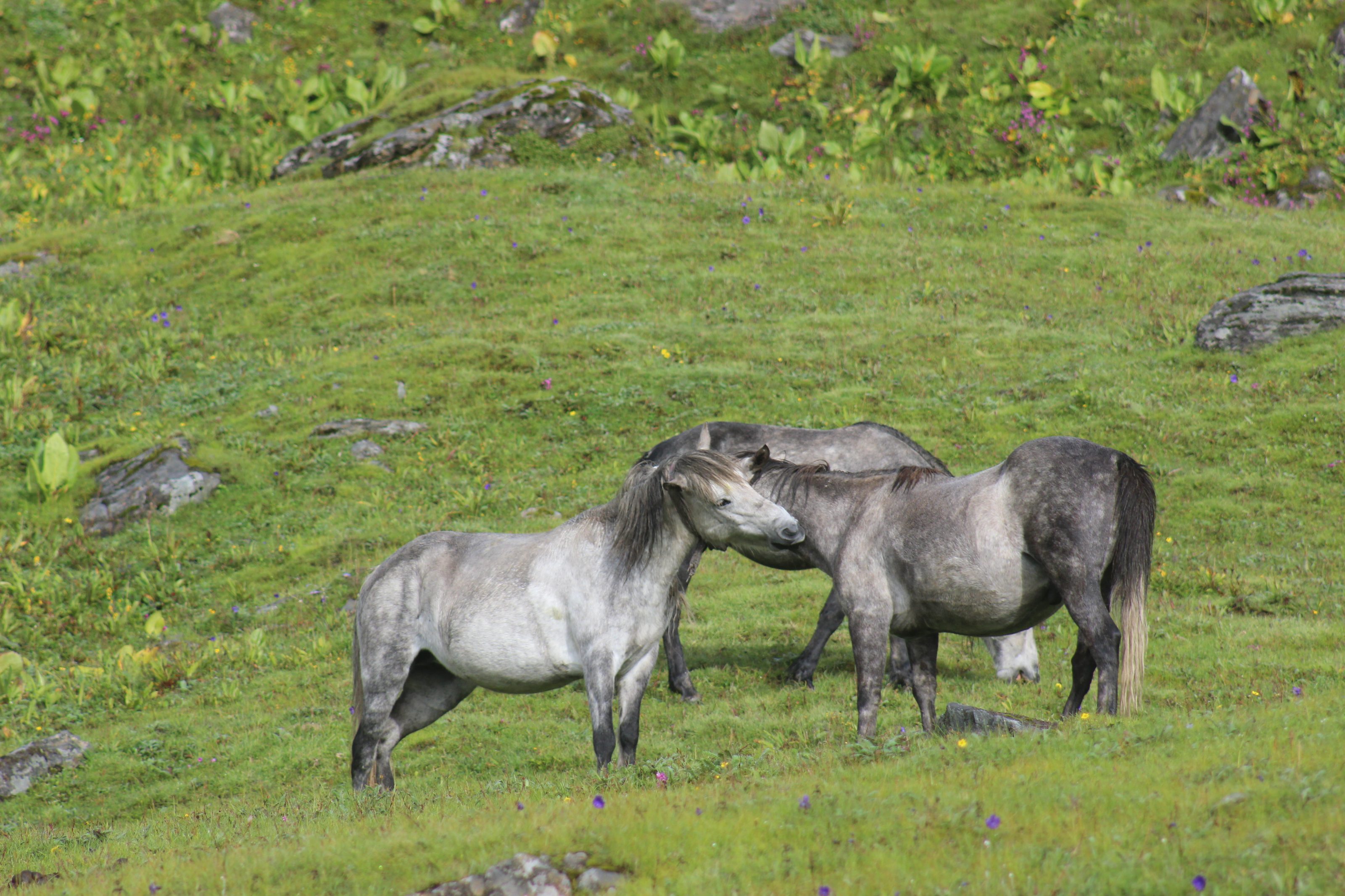 Three horses in a lush green grassland with scattered wildflowers and rocks, set in a tranquil highland meadow. 