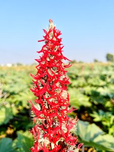 The female flower of the Castor Oil Plant with a red stigma.