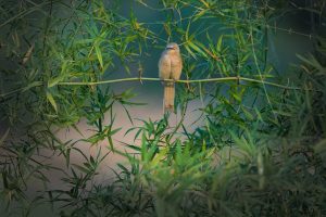  Large Grey Babbler on a bamboo tree branch.