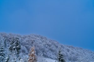 A serene winter landscape featuring snow-covered trees and a hillside under a clear blue sky.