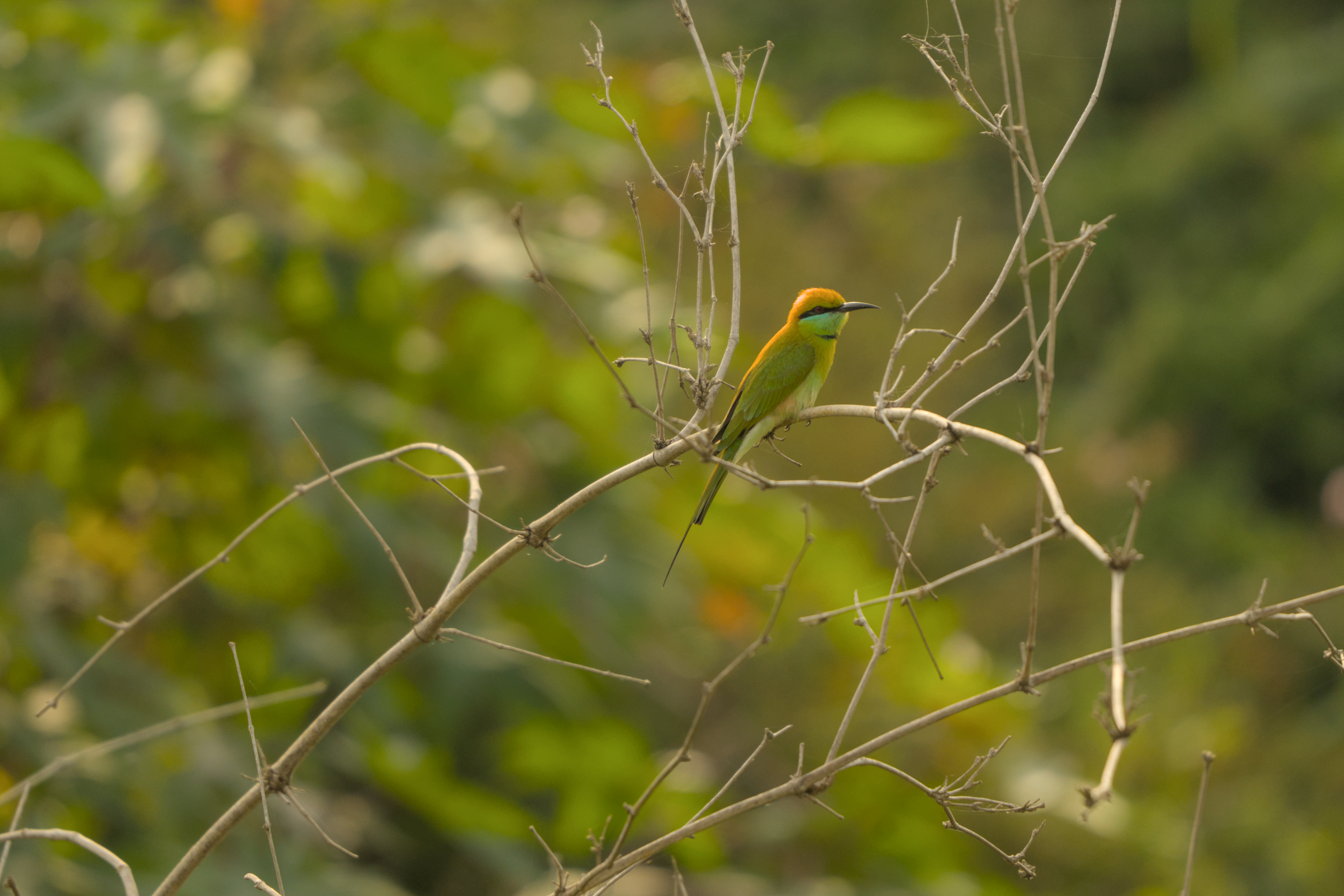 A small, colorful bee eater bird with a green body and orange head perches on a bare branch against a blurred green background.