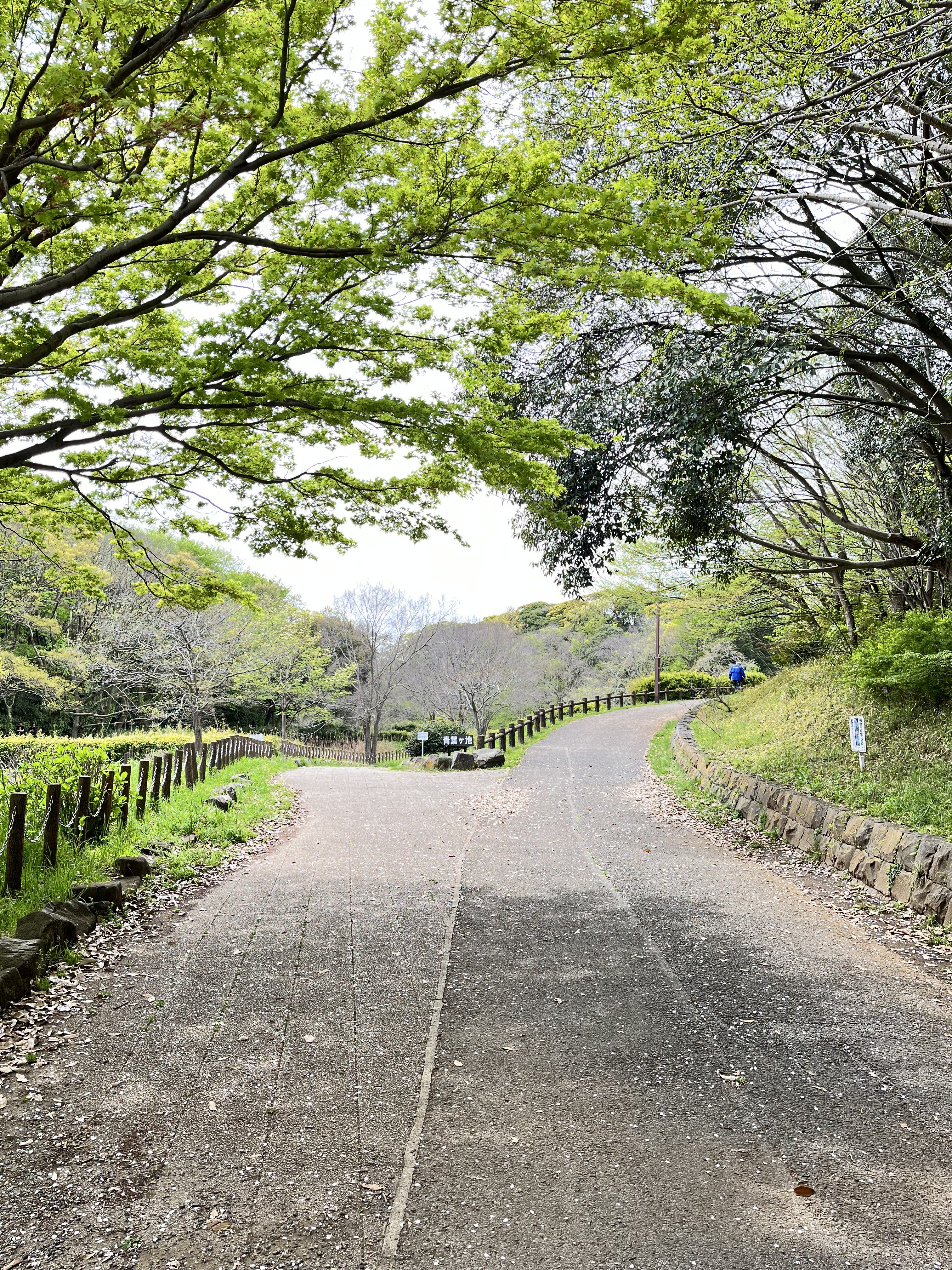 A peaceful, tree-lined pathway in a park with lush green foliage overhead. The path forks into two directions with wooden fences along each side.