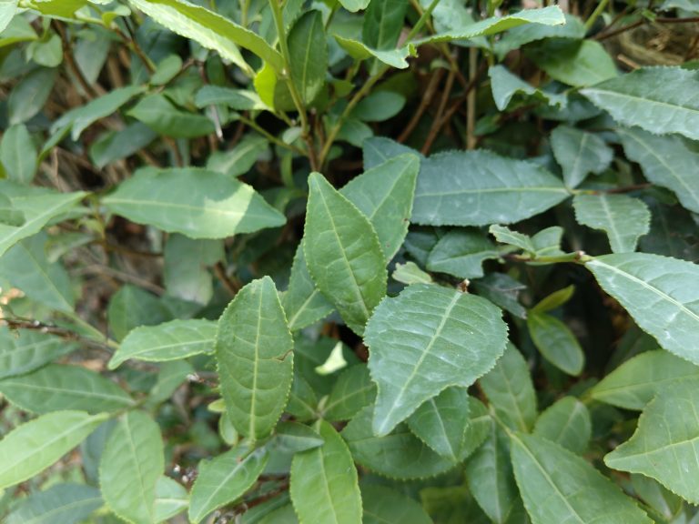 Close-up of green leaves on a bush, showing various shades of green and detailed leaf textures.