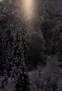 A serene winter forest scene with snow-covered evergreen trees. Sunlight filters through the trees, creating a soft, glowing effect. Snowflakes are gently falling, adding to the peaceful atmosphere.