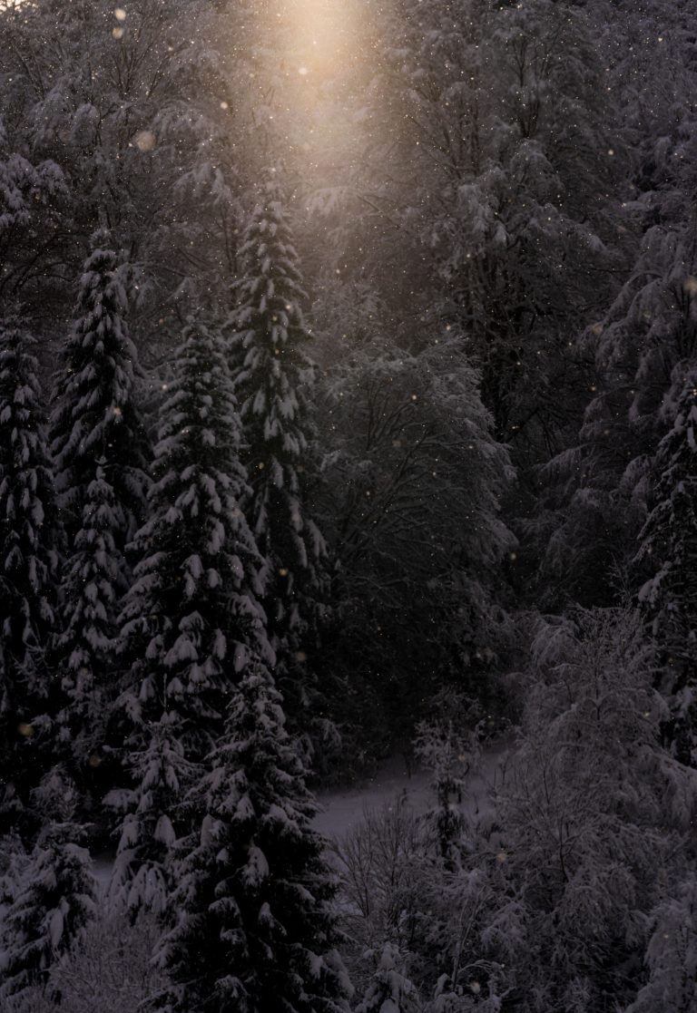 A serene winter forest scene with snow-covered evergreen trees. Sunlight filters through the trees, creating a soft, glowing effect. Snowflakes are gently falling, adding to the peaceful atmosphere.