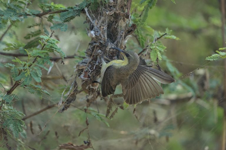 A small bird with brown and yellow plumage is clinging to a nest made from twigs and leaves.